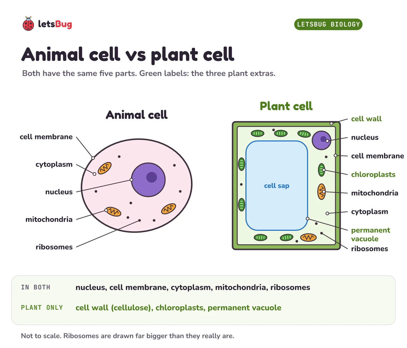 Labelled diagram of an animal cell and a plant cell side by side. Both show the cell membrane, cytoplasm, nucleus, mitochondria and ribosomes; the plant cell also has a cell wall, chloroplasts and a large permanent vacuole full of cell sap