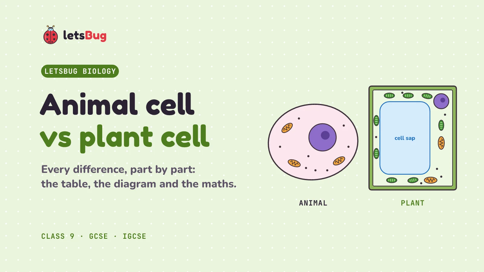 Animal cell vs plant cell: a round animal cell next to a box-shaped plant cell with a cell wall, chloroplasts and a large vacuole