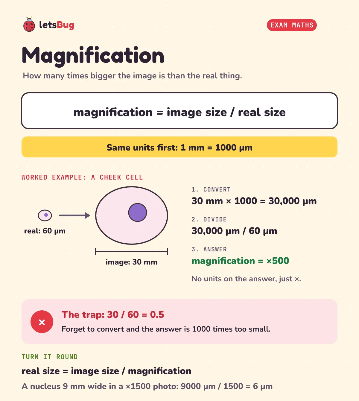 Magnification card: magnification equals image size divided by real size. Worked example: a 60 micrometre cheek cell drawn 30 millimetres wide; 30 mm is 30,000 micrometres; 30,000 divided by 60 gives times 500. The trap: 30 divided by 60 gives 0.5, a thousand times too small