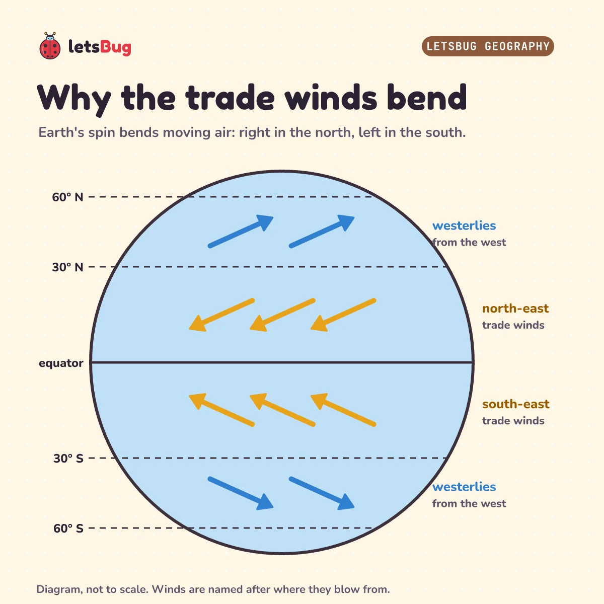 A globe with lines at the equator, 30 and 60 degrees north and south. Between the equator and 30 degrees north, orange arrows blow from the north-east: the north-east trade winds. Between the equator and 30 degrees south, arrows blow from the south-east: the south-east trade winds. Between 30 and 60 degrees in both halves, blue arrows blow from the west: the westerlies